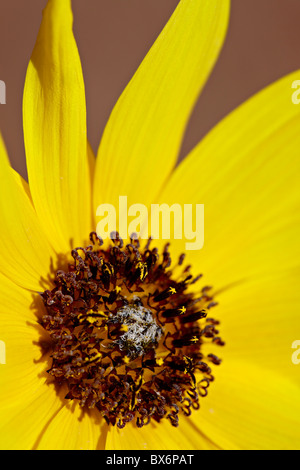 Prairie Sonnenblumen (Helianthus Kletter), The Needles District, Canyonlands National Park, Utah, USA Stockfoto