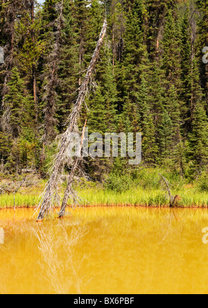 Farbige Pool an die Farbtöpfe, Kootenay National Park, Britisch-Kolumbien, Kanada Stockfoto
