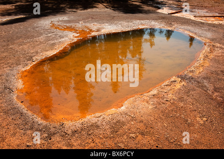 Ocker gefärbt Mineral-Pool an die Farbtöpfe, Kootenay National Park, Britisch-Kolumbien, Kanada. Stockfoto