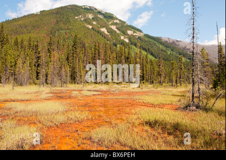 Ocker farbige Erde an die Farbtöpfe, Kootenay National Park, Britisch-Kolumbien, Kanada Stockfoto