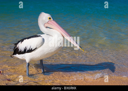 Pelikan am Strand von Monkey Mia - Western Australia Stockfoto
