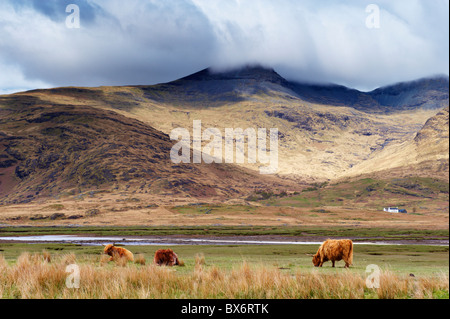 Hochlandrinder, Ben More in die Ferne, Isle of Mull, Schottland, Vereinigtes Königreich, Europa Stockfoto