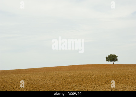 Einsamer Baum im Ödland Stockfoto