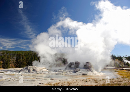 Grotto-Geysir, Yellowstone-Nationalpark, Wyoming, USA Stockfoto