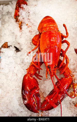 Hummer zum Verkauf in Alma, New Brunswick, Kanada, Nordamerika Stockfoto