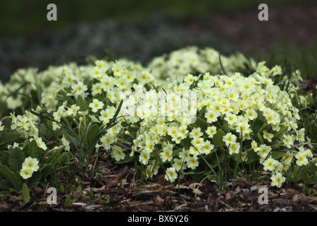 Primeln Stockfoto