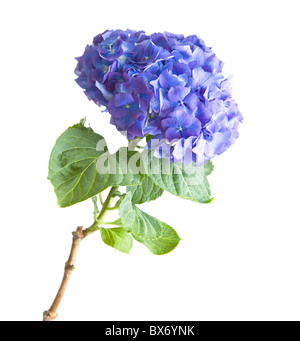 hell blau-lila-Hortensie Flowerhead; isoliert auf weißem Hintergrund Stockfoto