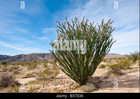 Ocotillo (Fouquieria Splendens), Joshua Tree Nationalpark, Kalifornien, Vereinigte Staaten von Amerika, Nordamerika Stockfoto