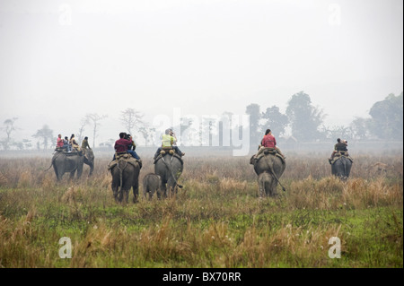 Touristen, die Reiten auf Elefanten mit 02:15 Monate alte Kälber Elefant nach ihren Müttern Kaziranga Nationalpark, Indien Stockfoto