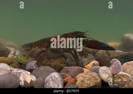 Amerikanische Signal Krebse (Pacifastacus Leniusculus) auf Steinen Stockfoto