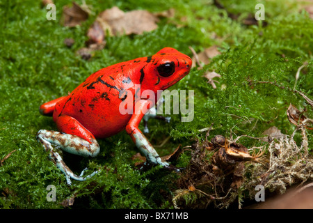 Harlekin Pfeilgiftfrosch, Oophaga Histrionica, Ecuador (früher Dendrobates Histionicus) Stockfoto