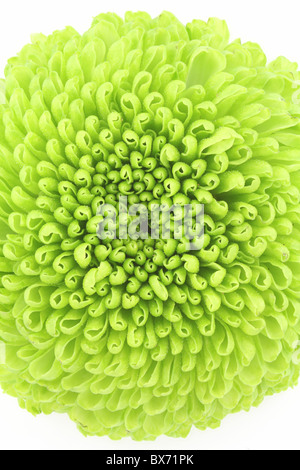 Makroaufnahme einer grünen Chrysantheme isoliert auf weißem Hintergrund. Stockfoto