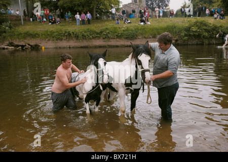 Gypsy Reisende waschen Pferde im Fluss Eden während der Appleby Horse Fair, Appleby in Westmorland, Cumbria, UK Stockfoto