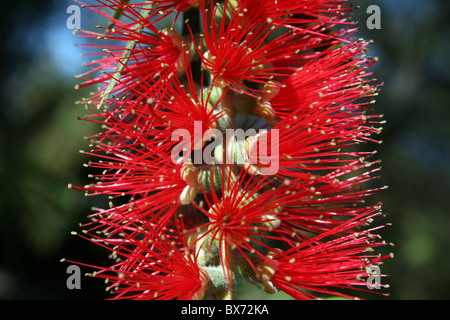 Rote Bottlebrush Blüte Zylinderputzer sp. In Addis Abeba, Äthiopien Stockfoto