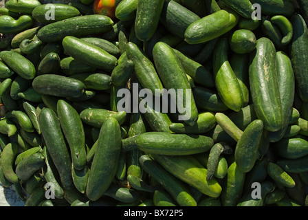 Kiste mit frischen Gurken, Quoseir Dorf, Rotes Meer, Ägypten. Stockfoto