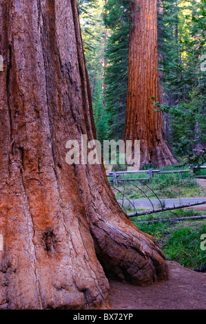 Mammutbäume Wald, Mariposa Grove, Yosemite-Nationalpark, Kalifornien