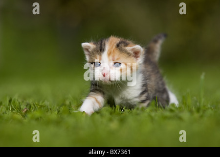 Kaetzchen 3 Wochen Auf Wiese, Kätzchen 3 Wochen auf einer Wiese Stockfoto