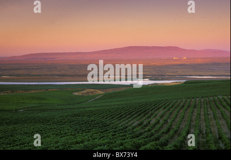 Rattlesnake Berg, nukleare Hanford Site, Columbia River, Wein Weinreben Sagemoor Vineyards, Columbia Valley, Washington Stockfoto