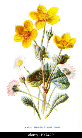 Marsh Marigold (Caltha Palustris) und Gänseblümchen (Bellis Perennis), von bekannten Wildblumen von F. Edward Hulme Stockfoto