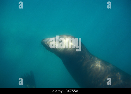 Kalifornische Seelöwe (Zalophus Californianus) Schwimmen im Meer von Cortez in Los Isolotes, in der Nähe von La Paz, Baja California Sur, Mexiko Stockfoto