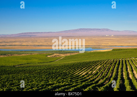 Sagemoor Weinberge und Blick zum Columbia RIver, Hanford nuklearen Site und Rattlesnake Berg; Columbia Valley, Washington. Stockfoto