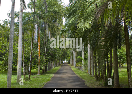 Sir Seewoosagur Ramgoolam Botanical Garden, Mauritius, Indischer Ozean, Afrika Stockfoto