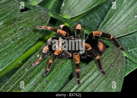 Orange Kneed Tarantula "Megaphobema Mesomelas" aus Costa Rica Stockfoto