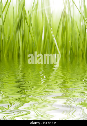 Grasgrün Stockfoto