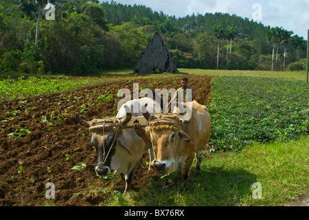 Bauer mit Ochsen, die Kultivierung des Landes für Tabak ernten, Vinales, Kuba, Karibik, Karibik, Mittelamerika Stockfoto