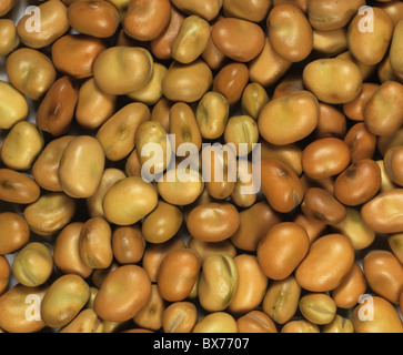 Feld Bohne (Vicia Faba) Samen Stockfoto