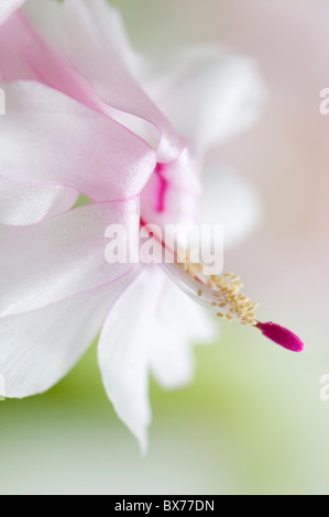 Eine einzelne weiße Weihnachten Kaktusblüte - Schlumberger oder Zygocactus Stockfoto