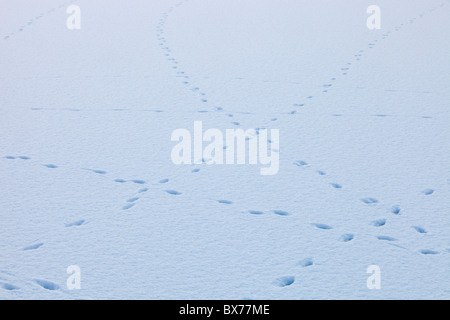 Schaf-Spuren im Schnee auf einem gefrorenen Rydal Wasser, Lake District, Großbritannien. Stockfoto