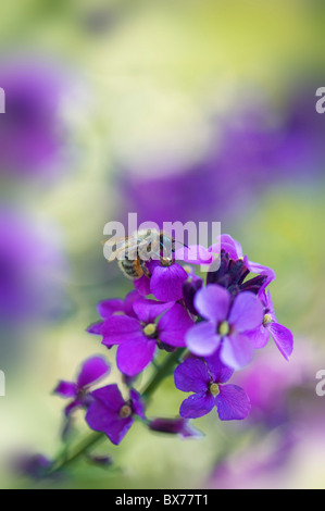 Erysimum Bowles Mauve - mehrjährige Mauerblümchen mit einem Honey Bee Stockfoto