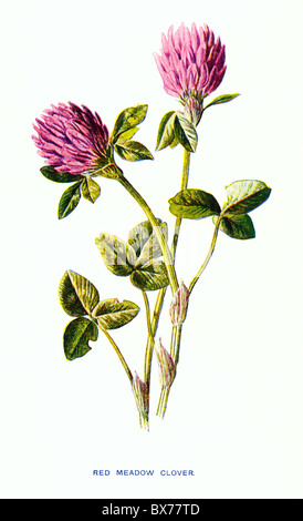 Wiese Rotklee (Trifolium Pratense) von bekannten Wildblumen von F. Edward Hulme; Farbe-Lithographie Stockfoto