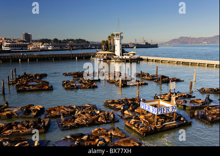 USA, California, San Francisco Fishermans Wharf, Pier 39, Seelöwen Stockfoto