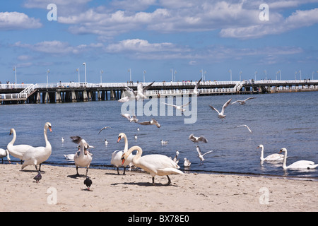 Schwäne am Holzsteg, Sopot, Polen Stockfoto
