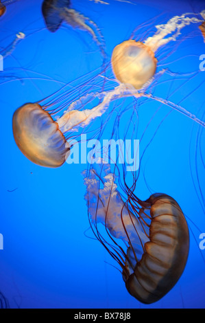 USA, California, Monterey Bay Aquarium, Pazifischen Meer Brennnessel Quallen (Chrysaora Quinquecirrha) Stockfoto