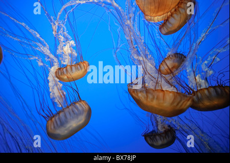 USA, California, Monterey Bay Aquarium, Pazifischen Meer Brennnessel Quallen (Chrysaora Quinquecirrha) Stockfoto