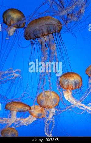 USA, California, Monterey Bay Aquarium, Pazifischen Meer Brennnessel Quallen (Chrysaora Quinquecirrha) Stockfoto