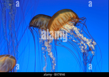 USA, California, Monterey Bay Aquarium, Pazifischen Meer Brennnessel Quallen (Chrysaora Quinquecirrha) Stockfoto