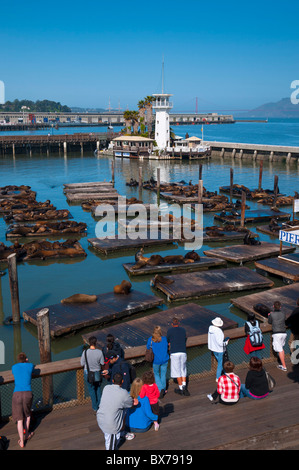 Seelöwen, Pier 39, San Francisco, Kalifornien, Vereinigte Staaten von Amerika, Nordamerika Stockfoto