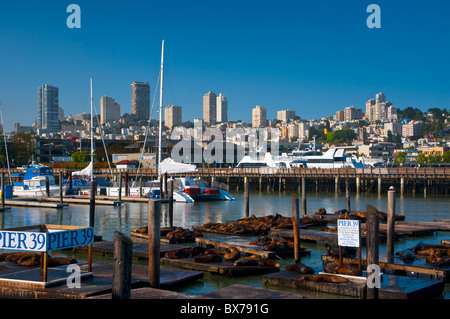 Seelöwen, Pier 39, San Francisco, Kalifornien, Vereinigte Staaten von Amerika, Nordamerika Stockfoto
