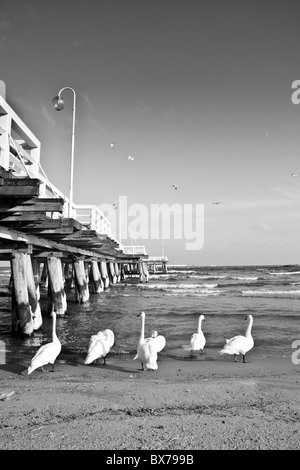 Schwäne am Holzsteg, Sopot, Polen Stockfoto