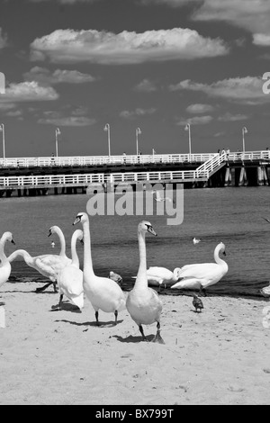 Schwäne am Holzsteg, Sopot, Polen Stockfoto