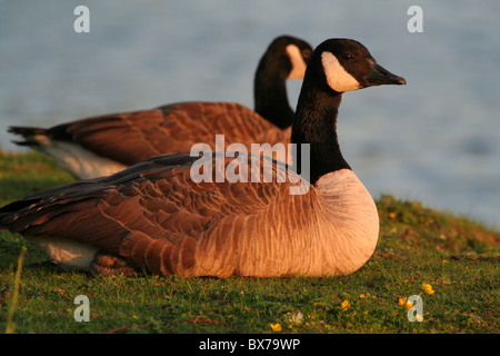 Paar Kanadagänse Stockfoto