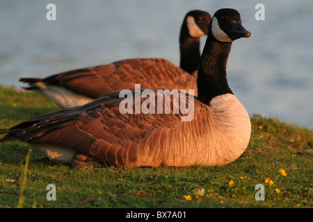 Paar Kanadagänse Stockfoto