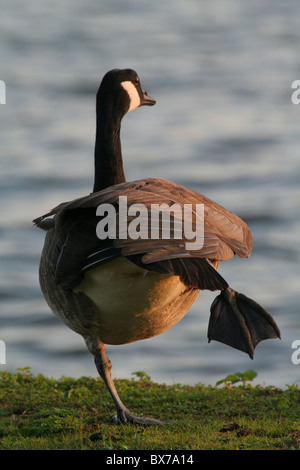 Kanada-Gans auf einem Bein Stockfoto