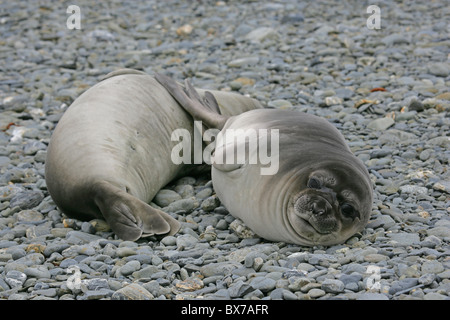 Zwei junge [südlichen See-Elefanten] [Mirounga Leonina] Welpen auf steinigen Strand von [Fontana Bay], [Süd-Georgien] Stockfoto