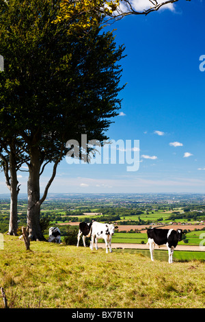 Kuh Weiden in Olivers Castle, eine alte Burgberg in der Nähe von Devizes, Wiltshire, England, UK Stockfoto