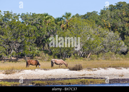 Wilde Pferde auf Cumberland im Inland National Seashore auf der atlantischen Küste von Georgia Stockfoto